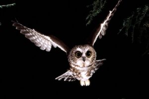 Saw Whet Owl7806318289